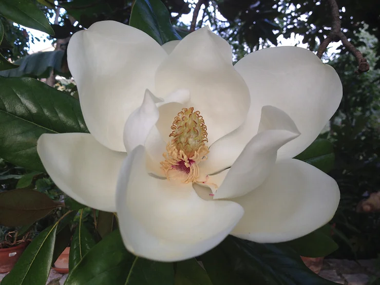 blossoming in the colourful flowers