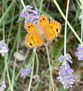 creative soul journeys italy retreat butterfly