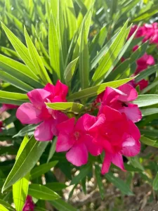 creative soul journeys italy retreat pink flowers