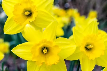 daffodils