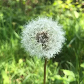 dandilion