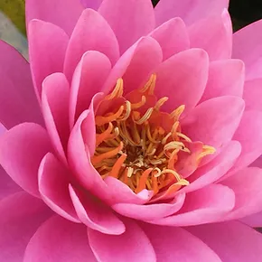 pink flower