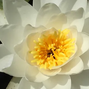 white flower